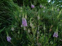 Erica vagans 5, Saxifraga-Ed Stikvoort : Poncebos - Cordiñanes de Valdeón s9900