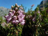 Erica vagans 6, Saxifraga-Ed Stikvoort : Refugio de Aliva - Sotres s9900