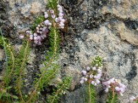 Erica vagans 7, Saxifraga-Ed Stikvoort : Poncebos - Cordiñanes de Valdeón s9900