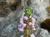 Erica vagans 9, Saxifraga-Ed Stikvoort : Poncebos - Cordiñanes de Valdeón s9900