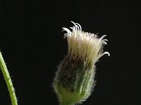 Erigeron acer ssp acer 4, Scherpe fijnstraal, Saxifraga-Jan van der Straaten