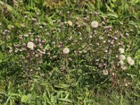 Erigeron acris 12, Scherpe fijnstraal, Saxifraga-Peter Meininger
