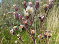 Erigeron acris 15, Scherpe fijnstraal, Saxifraga-Ed Stikvoort
