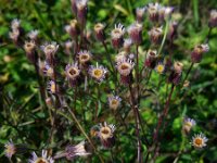 Erigeron acris 19, Scherpe fijnstraal, Saxifraga-Ed Stikvoort
