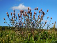 Erigeron acris 20, Scherpe fijnstraal, Saxifraga-Ed Stikvoort
