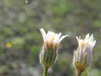 Erigeron acris 47, Scherpe fijnstraal, Saxifraga-Rutger Barendse