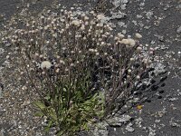 Erigeron acris 55, Scherpe fijnstraal, Saxifraga-Willem van Kruijsbergen