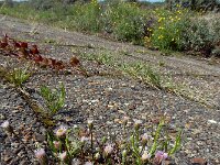 Erigeron acris 57, Scherpe fijnstraal, Saxifraga-Ed Stikvoort