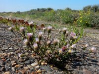 Erigeron acris 59, Scherpe fijnstraal, Saxifraga-Ed Stikvoort