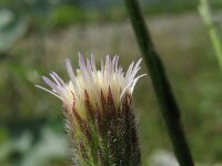 Erigeron acris 6, Scherpe fijnstraal, Saxifraga-Rutger Barendse