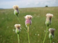 Erigeron acris 7, Scherpe fijnstraal, Saxifraga-Jasenka Topic