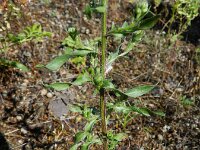 Erigeron acris ssp serotinus 26, Saxifraga-Rutger Barendse