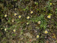 Erigeron acris ssp serotinus 32, Saxifraga-Rutger Barendse