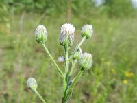 Erigeron acris ssp serotinus 35, Saxifraga-Rutger Barendse