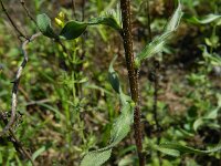Erigeron acris ssp serotinus 36, Saxifraga-Rutger Barendse