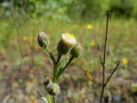 Erigeron acris ssp serotinus 39, Saxifraga-Rutger Barendse