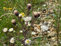 Erigeron acris ssp serotinus 40, Saxifraga-Rutger Barendse
