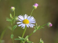 Erigeron annuus 10, Zomerfijnstraal, Saxifraga-Bart Vastenhouw