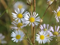 Erigeron annuus 11, Zomerfijnstraal, Saxifraga-Bart Vastenhouw
