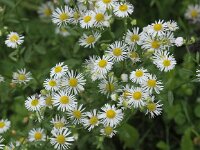 Erigeron annuus 12, Zomerfijnstraal, Saxifraga-Peter Meininger
