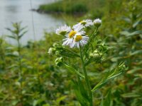 Erigeron annuus 15, Zomerfijnstraal, Saxifraga-Ed Stikvoort