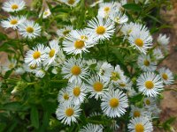 Erigeron annuus 18, Zomerfijnstraal, Saxifraga-Ed Stikvoort