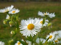 Erigeron annuus 20, Zomerfijnstraal, Saxifraga-Ed Stikvoort