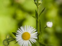 Erigeron annuus 27, Zomerfijnstraal, Saxifraga-Jan Nijendijk