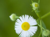 Erigeron annuus 28, Zomerfijnstraal, Saxifraga-Jan Nijendijk