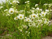 Erigeron annuus 29, Zomerfijnstraal, Saxifraga-Hans Grotenhuis
