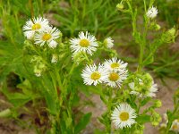 Erigeron annuus 30, Zomerfijnstraal, Saxifraga-Hans Grotenhuis