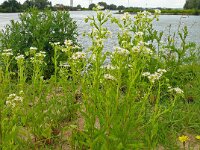 Erigeron annuus 31, Zomerfijnstraal, Saxifraga-Hans Grotenhuis