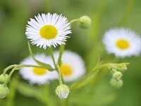 Erigeron annuus 32, Zomerfijnstraal, Saxifraga-Tom Heijnen