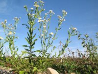 Erigeron annuus ssp septentrionalis 24, Saxifraga-Rutger Barendse
