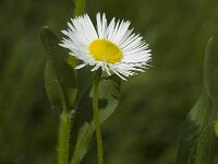 Erigeron annuus ssp strigosus 2, Saxifraga-Jan van der Straaten