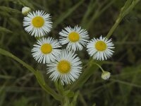 Erigeron annuus ssp strigosus 3, Saxifraga-Jan van der Straaten