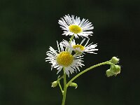 Erigeron annuus ssp strigosus 4, Saxifraga-Jan van der Straaten