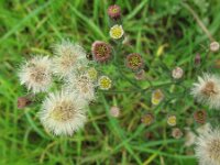 Erigeron bonariensis 10, Gevlamde fijnstraal, Saxifraga-Rutger Barendse