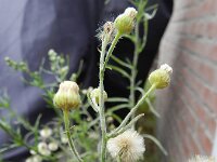 Erigeron bonariensis 16, Gevlamde fijnstraal, Saxifraga-Rutger Barendse