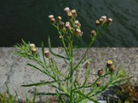 Erigeron bonariensis 18, Gevlamde fijnstraal, Saxifraga-Ed Stikvoort