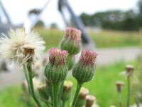 Erigeron bonariensis 22, Gevlamde fijnstraal, Saxifraga-Rutger Barendse