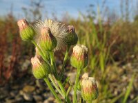 Erigeron bonariensis 8, Gevlamde fijnstraal, Saxifraga-Rutger Barendse