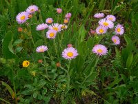Erigeron caucasicus ssp venustus 1, Saxifraga-Ed Stikvoort