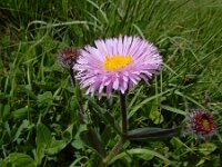 Erigeron caucasicus ssp venustus 7, Saxifraga-Ed Stikvoort