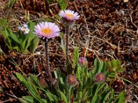 Erigeron neglectus 2, Saxifraga-Ed Stikvoort