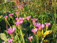 Erigeron polymorphus 1, Saxifraga-Jasenka Topic