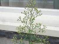 Erigeron sumatrensis 20, Hoge fijnstraal, Saxifraga-Ed Stikvoort