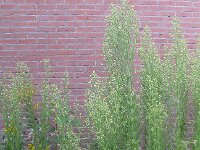 Erigeron sumatrensis 3, Hoge fijnstraal, Saxifraga-Peter Meininger