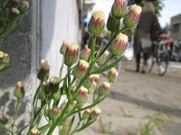 Erigeron sumatrensis 6, Hoge fijnstraal, Saxifraga-Rutger Barendse
