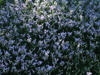 Erinacea anthyllis 3, Saxifraga-Dirk Hilbers